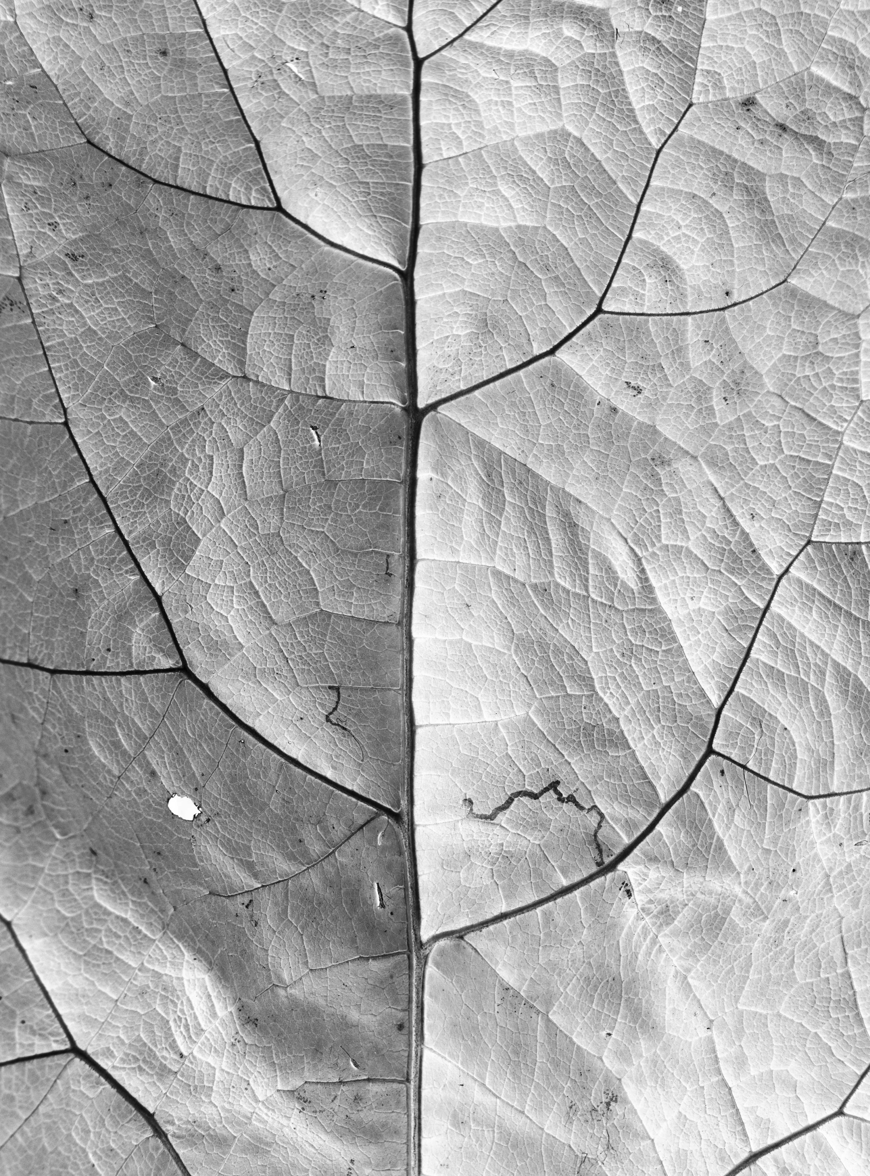 Natura
